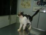 Snickers!!  (Dumped At Megamall!!) - Domestic Long Hair Cat