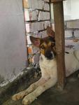 Manda - Terrier Mix Dog