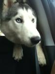 Picard - Siberian Husky Dog