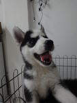 Husky For Sale - Husky Dog