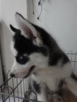 Husky For Sale - Husky Dog