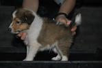 Shetland Sheepdog Sheltie - Shetland Sheepdog Sheltie Dog