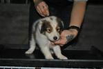 Shetland Sheepdog Sheltie - Shetland Sheepdog Sheltie Dog