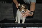 Shetland Sheepdog Sheltie - Shetland Sheepdog Sheltie Dog