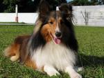 Shetland Sheepdog Sheltie - Shetland Sheepdog Sheltie Dog