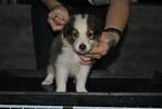 Shetland Sheepdog Sheltie - Shetland Sheepdog Sheltie Dog