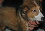 Shetland Sheepdog Sheltie - Shetland Sheepdog Sheltie Dog