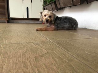 Oreo - Silky Terrier Dog