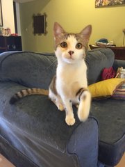 Lulu - Domestic Short Hair Cat