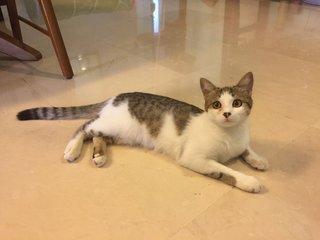 Lulu - Domestic Short Hair Cat