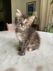 Georgie - Domestic Medium Hair Cat