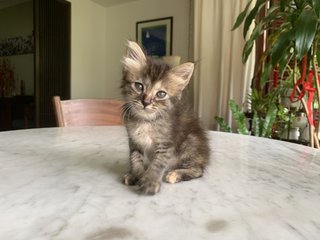 Georgie - Domestic Medium Hair Cat