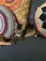 Georgie - Domestic Medium Hair Cat