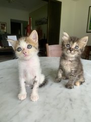 Georgie - Domestic Medium Hair Cat
