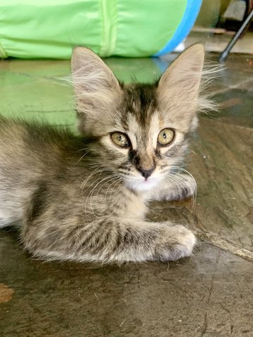 Georgie - Domestic Medium Hair Cat