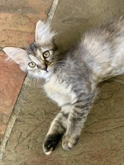 Georgie - Domestic Medium Hair Cat