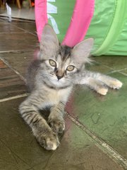 Georgie - Domestic Medium Hair Cat