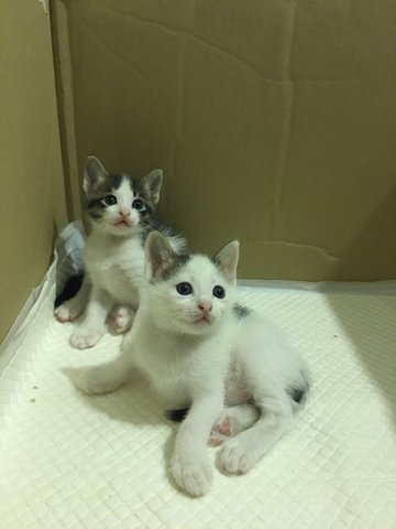 Black Panda &amp; White Panda - Domestic Short Hair Cat