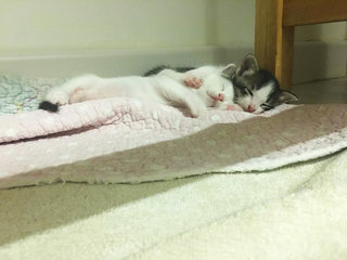 Black Panda &amp; White Panda - Domestic Short Hair Cat