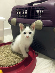 Black Panda &amp; White Panda - Domestic Short Hair Cat