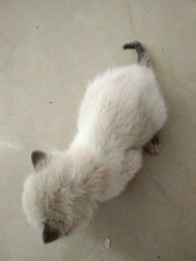 2 Weeks Kitten - Siamese Cat