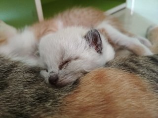 2 Weeks Kitten - Siamese Cat