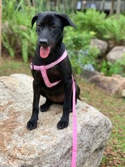 Tara ( Labrador Mix )  - Labrador Retriever Mix Dog