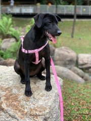 Tara ( Labrador Mix )  - Labrador Retriever Mix Dog