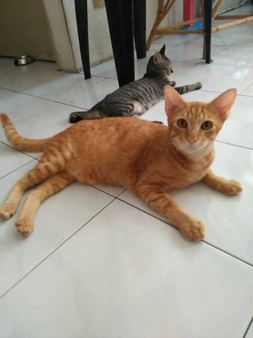 Pumkin - Domestic Short Hair Cat