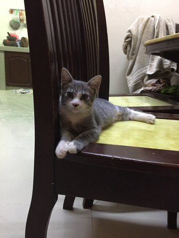 Bubu Boy - Domestic Short Hair Cat