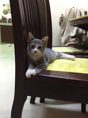 Bubu Boy - Domestic Short Hair Cat