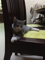 Bubu Boy - Domestic Short Hair Cat