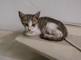 Charcoal - Domestic Medium Hair Cat