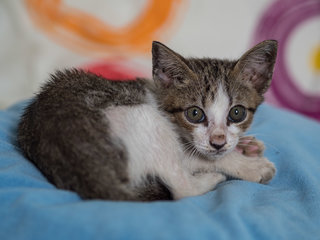 Charcoal - Domestic Medium Hair Cat