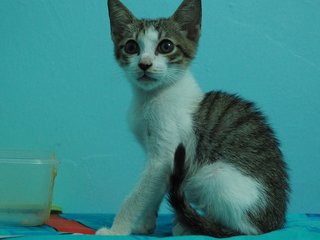 Charcoal - Domestic Medium Hair Cat