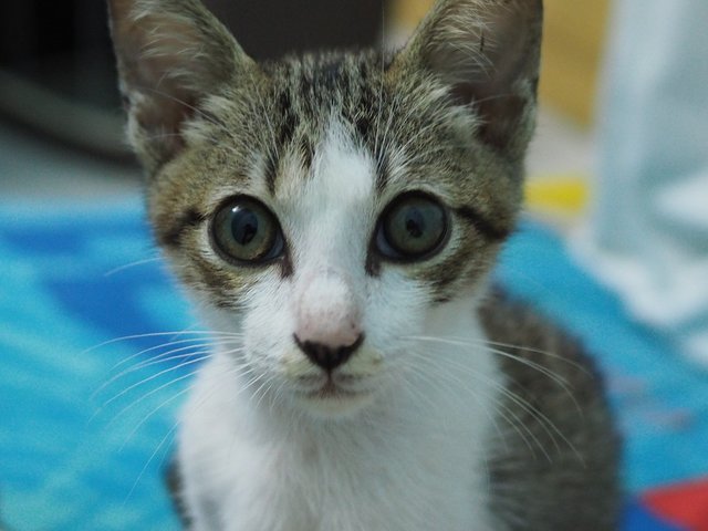 Charcoal - Domestic Medium Hair Cat