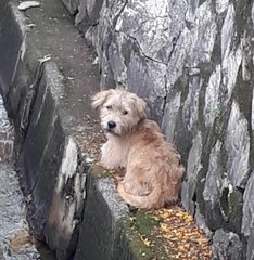 Beige Dog - Mixed Breed Dog