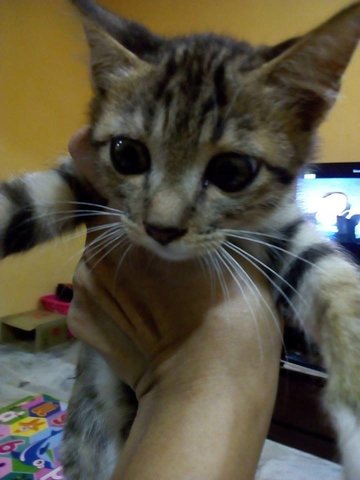 Adik - British Shorthair + Domestic Short Hair Cat