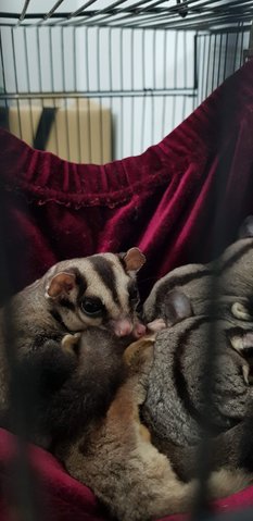 6 Sugar Gliders  - Sugar Glider Small & Furry