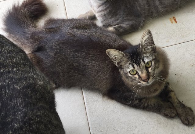 Coonie - The Maine Coon Mix - Maine Coon + Domestic Medium Hair Cat