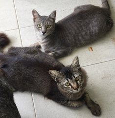 Coonie - The Maine Coon Mix - Maine Coon + Domestic Medium Hair Cat