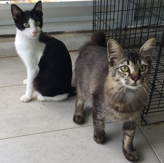 Coonie - The Maine Coon Mix - Maine Coon + Domestic Medium Hair Cat