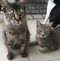 Coonie - The Maine Coon Mix - Maine Coon + Domestic Medium Hair Cat