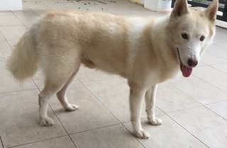 Okami - Husky Dog