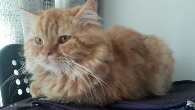 Toffee - Persian Cat