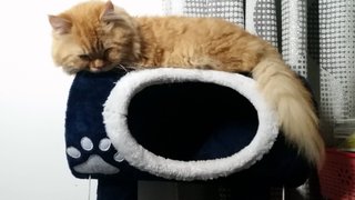 Toffee - Persian Cat