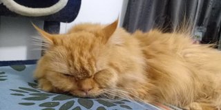 Toffee - Persian Cat