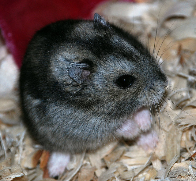 Stripes - Short Dwarf Hamster Hamster