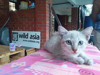 Husky - Oriental Short Hair Cat