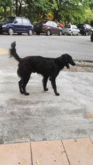 Stray Male - Cocker Spaniel Mix Dog